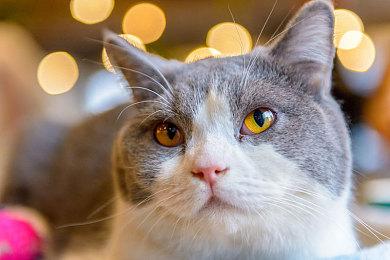 《潜水员戴夫》发布新生活质量更新 优化玩家游戏体验